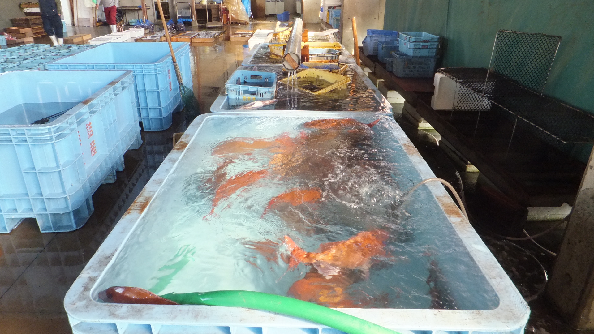 本日の漁獲情報 4 19 またもや 鯛祭り うおけんブログ 京都丹後の漁港から全国の厨房へ 創業50年の目利きがお届けする魚と蟹