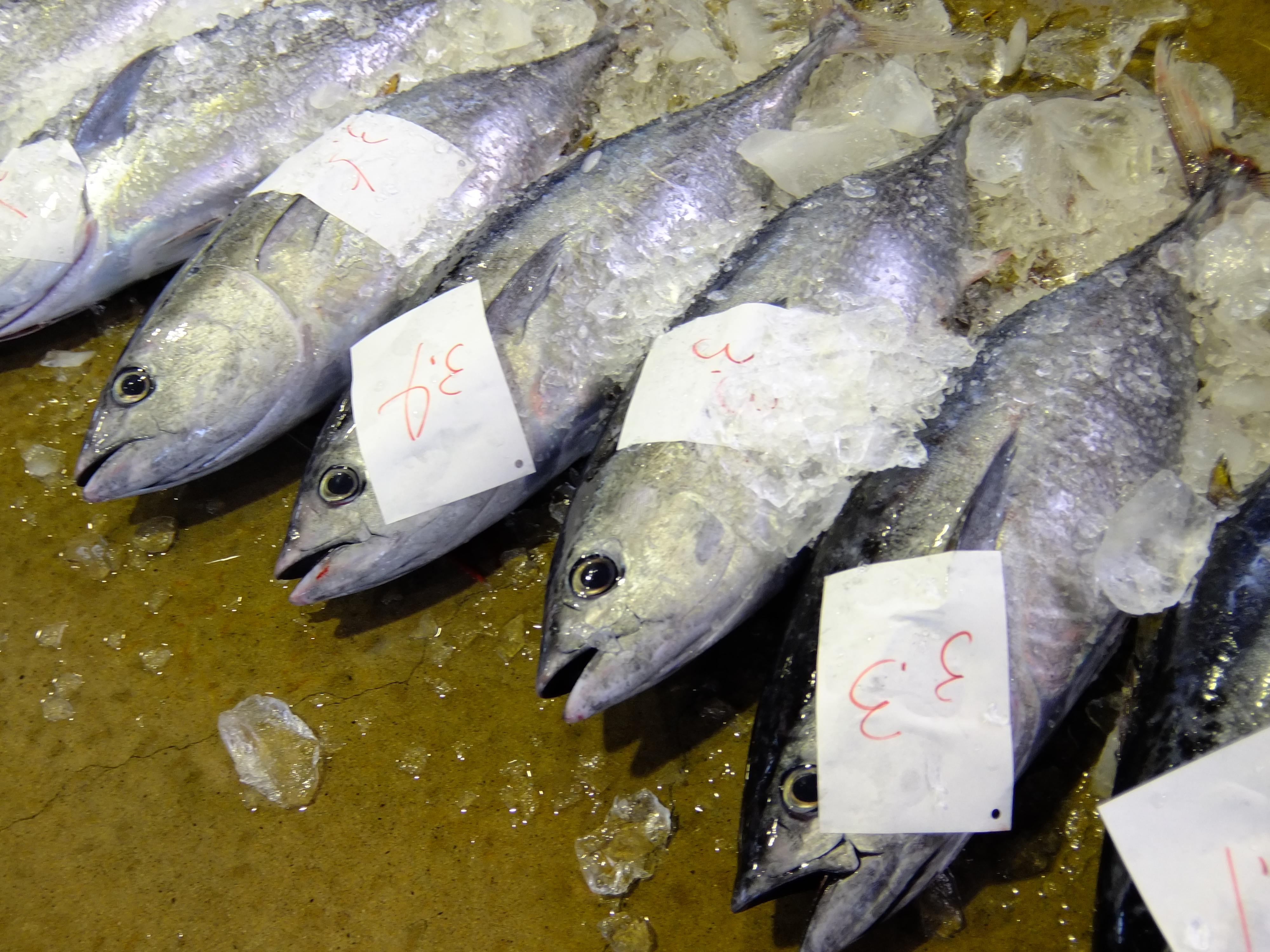 本日の漁獲情報 5月1日 マグロ以上のヨコワ うおけんブログ 京都丹後の漁港から全国の厨房へ 創業50年の目利きがお届けする魚と蟹