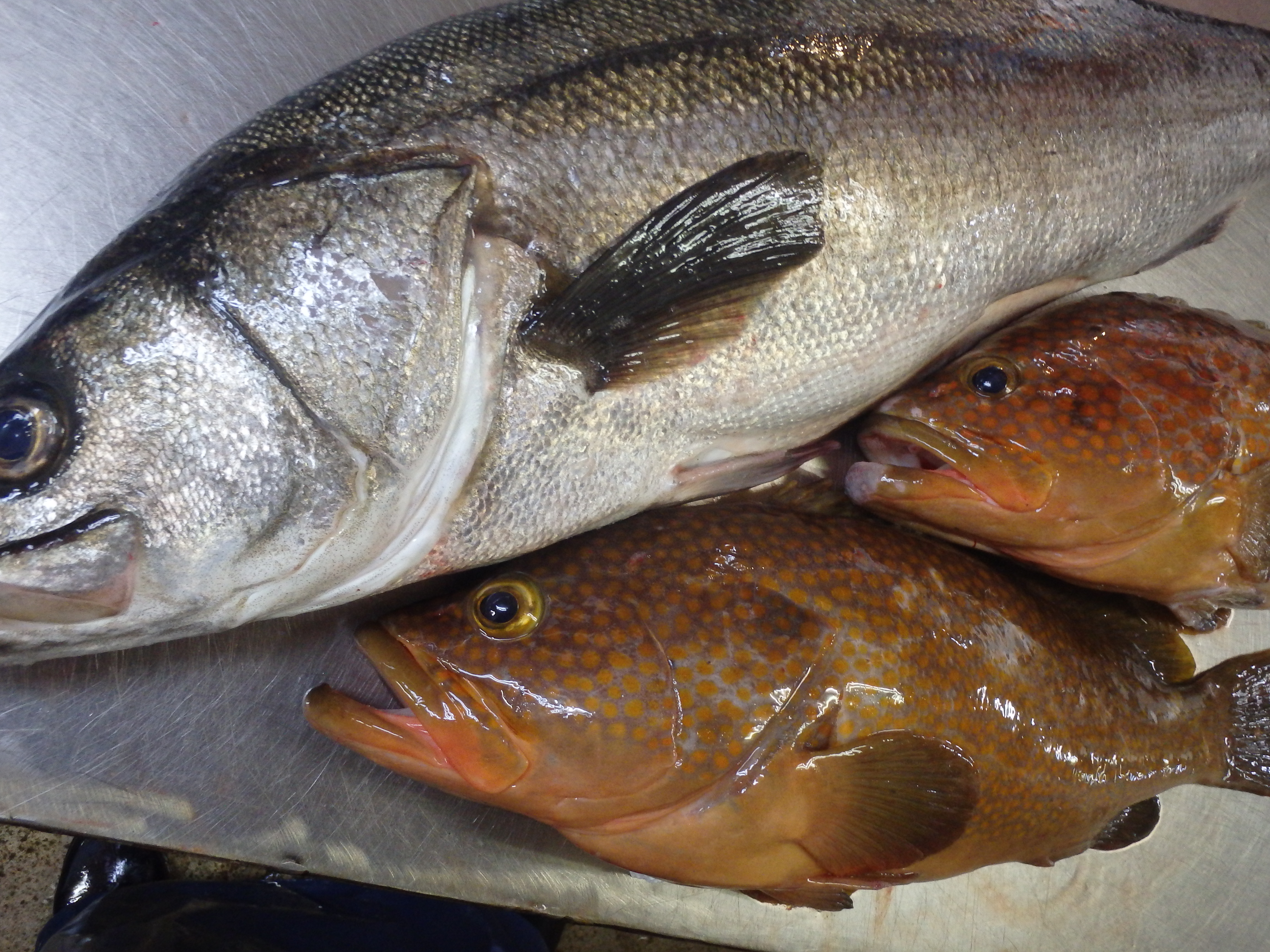 夏のお薦めの魚は これ うおけんブログ 京都丹後の漁港から全国の厨房へ 創業50年の目利きがお届けする魚と蟹